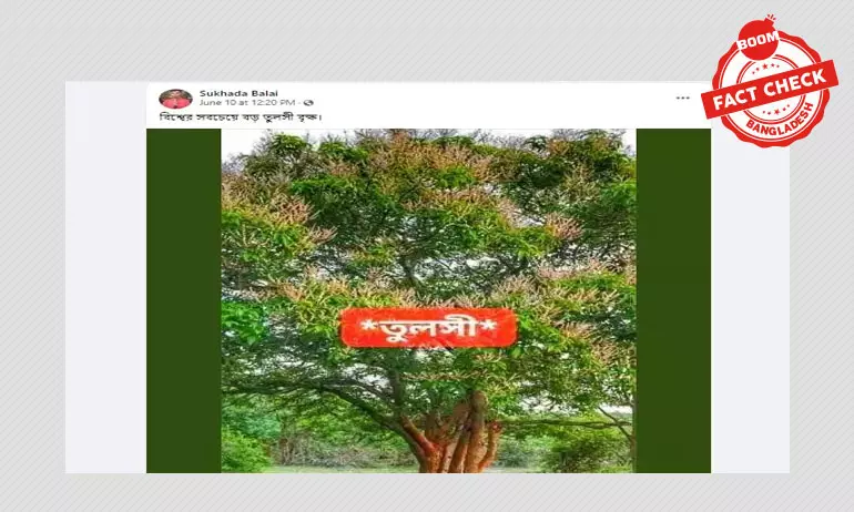 ছবিটি পৃথিবীর সর্বোচ্চ তুলসি গাছের মর্মে দাবিটি ভুয়া ছবিটি পৃথিবীর সর্বোচ্চ তুলসি গাছের মর্মে দাবিটি ভুয়া