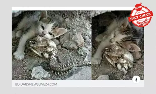 মৃত মায়ের কঙ্কাল জড়িয়ে রাখা বিড়ালছানার খবরটি পুরনো মৃত মায়ের কঙ্কাল জড়িয়ে রাখা বিড়ালছানার খবরটি পুরনো