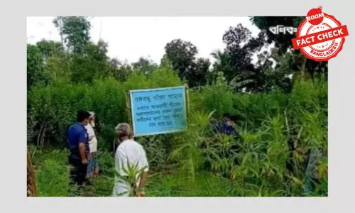 ভাইরাল এই গাঁজা খামার এর ছবিটি এডিট করা