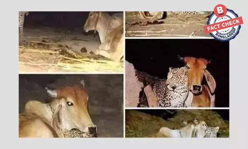 চিতাবাঘ ও গরুর পাশাপাশি বসে থাকার ছবিগুলো ভারতের আসামের নয় চিতাবাঘ ও গরুর পাশাপাশি বসে থাকার ছবিগুলো ভারতের আসামের নয়