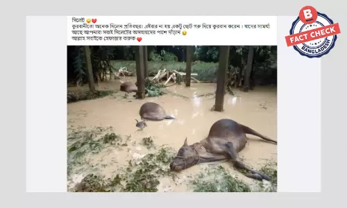 মৃত গবাদিপশুর ছবিটি সিলেটের বন্যার নয় মৃত গবাদিপশুর ছবিটি সিলেটের বন্যার নয়