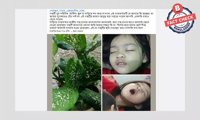 এই পাতাবাহার গাছটি প্রাণঘাতী নয় এই পাতাবাহার গাছটি প্রাণঘাতী নয়