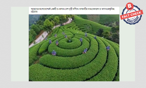 ছবিটি বাংলাদেশের কোনো চা বাগানের নয়