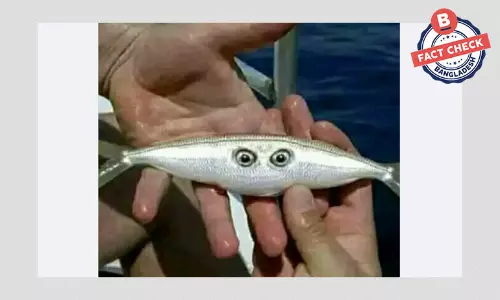 দুই লেজবিশিষ্ট মাছের ছবিটি এডিটেড