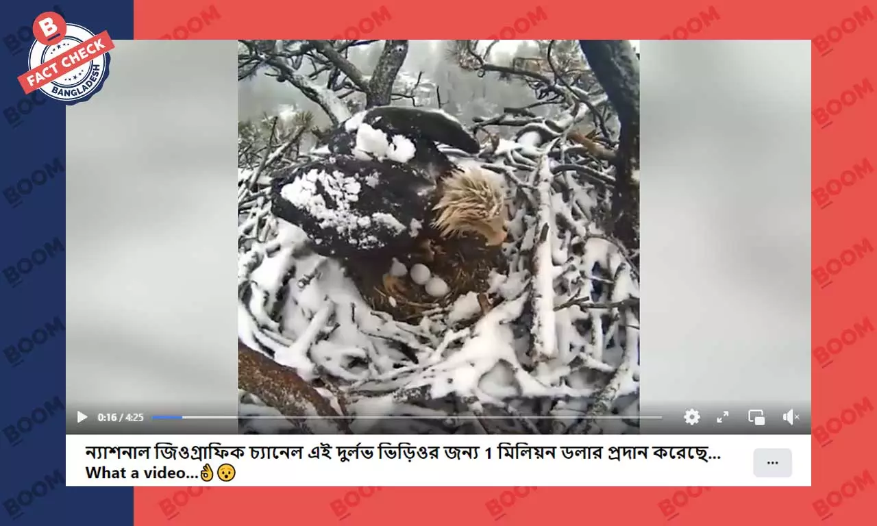 মা ঈগলের ভিডিওটির জন্য মিলিয়ন ডলার দেয়নি ন্যাশনাল জিওগ্রাফিক চ্যানেল মা ঈগলের ভিডিওটির জন্য মিলিয়ন ডলার দেয়নি ন্যাশনাল জিওগ্রাফিক চ্যানেল