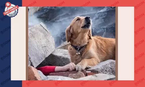 কুকুরের ছবিটি তুরস্কের ভূমিকম্পের ঘটনার নয় কুকুরের ছবিটি তুরস্কের ভূমিকম্পের ঘটনার নয়