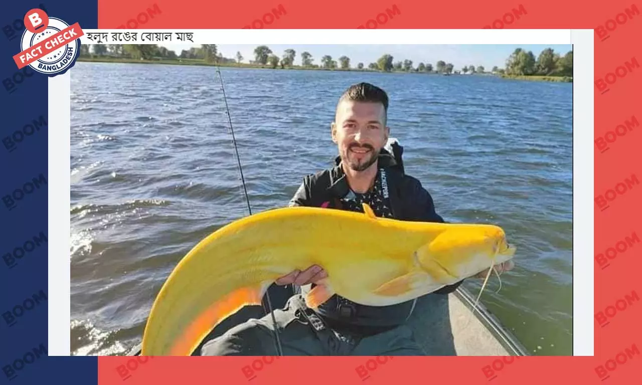 ছবিতে দৃশ্যমান হলুদ রংয়ের মাছটি বোয়াল মাছ নয় ছবিতে দৃশ্যমান হলুদ রংয়ের মাছটি বোয়াল মাছ নয়