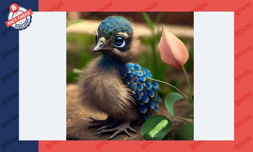 ময়ূরছানার ছবিটি এআই টুল দিয়ে তৈরি