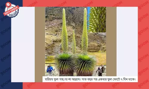 বৃহদাকার ফুলের ছবিটি মরিয়ম ফুলের নয়