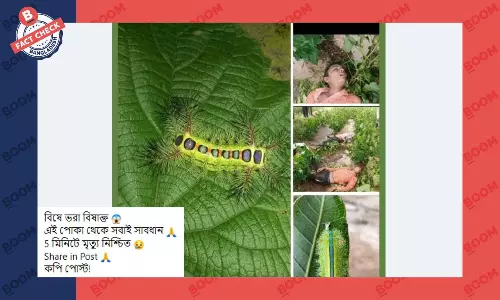 পোকার কামড়ে নয় বরং তাদের মৃত্যু হয়েছে বজ্রপাতে