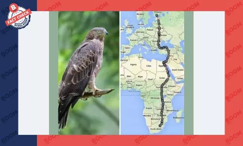 বাজপাখির সাউথ আফ্রিকা থেকে ফিনল্যান্ড যাত্রা পর্যবেক্ষণের দাবিটি ভুয়া বাজপাখির সাউথ আফ্রিকা থেকে ফিনল্যান্ড যাত্রা পর্যবেক্ষণের দাবিটি ভুয়া