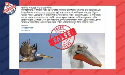 ডালমেশিয়ান পেলিকান পৃথিবীর বৃহত্তম উড়তে জানা পাখি নয় ডালমেশিয়ান পেলিকান পৃথিবীর বৃহত্তম উড়তে জানা পাখি নয়