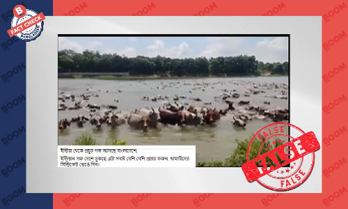 ভিডিওটি পুরোনো, সম্প্রতি ভারত থেকে কুরবানির গরু পাচারের নয় ভিডিওটি পুরোনো, সম্প্রতি ভারত থেকে কুরবানির গরু পাচারের নয়