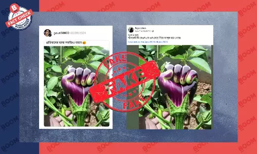 মানুষের মুষ্টিবদ্ধ হাতের মত বেগুনের ছবিটি বাস্তব নয় মানুষের মুষ্টিবদ্ধ হাতের মত বেগুনের ছবিটি বাস্তব নয়