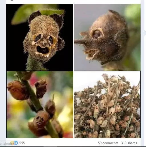 Galisiya Polinaning toyi