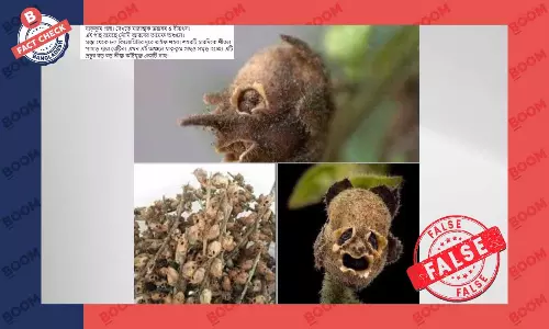 মাথার খুলির মত দেখতে গাছের ছবিটি যাক্কুম গাছের নয় মাথার খুলির মত দেখতে গাছের ছবিটি যাক্কুম গাছের নয়