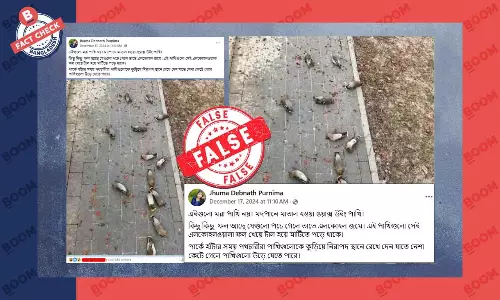মাতাল হওয়ার কারণে নয় বরং আঘাতপ্রাপ্ত হয়ে পাখিগুলো মাটিতে পড়ে আছে মাতাল হওয়ার কারণে নয় বরং আঘাতপ্রাপ্ত হয়ে পাখিগুলো মাটিতে পড়ে আছে