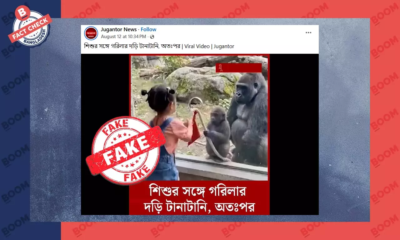 শিশুর সাথে ছোট গরিলার দড়ি টানাটানির ভিডিওটি এআই দ্বারা তৈরি